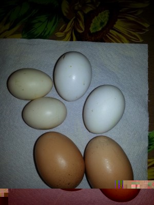 20140614_160424 (480x640).jpg (160.86 KiB) Osservato 961 volte 20140614_160424 (480x640).jpg