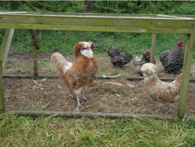 pad.jpg (172.02 KiB) Osservato 1009 volte pad.jpg