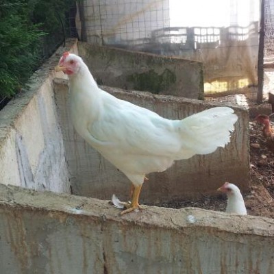 20140626_175049-1.jpg (29.82 KiB) Osservato 957 volte 20140626_175049-1.jpg