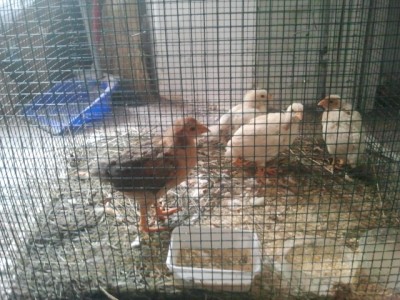 Pulcini.jpg (241.4 KiB) Osservato 829 volte Pulcini.jpg