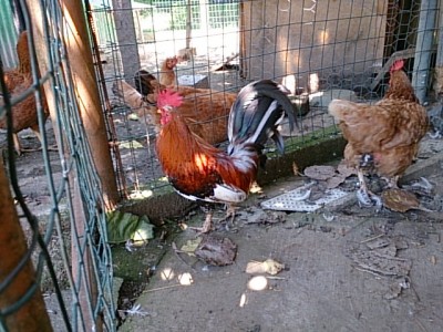 Gallettino nano / DSC_0067.jpg DSC_0067.jpg