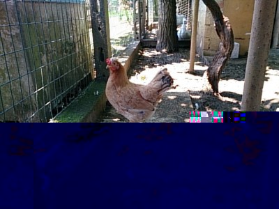 gallina nana / DSC_0059.jpg DSC_0059.jpg