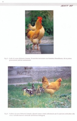 526_6.jpg (83.33 KiB) Osservato 1258 volte 526_6.jpg
