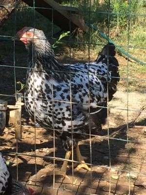 robusta.jpg (116.36 KiB) Osservato 1067 volte robusta.jpg