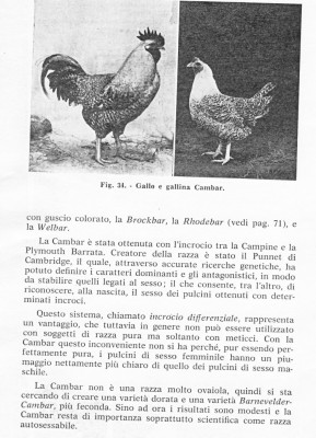586166336.jpg (211.74 KiB) Osservato 1154 volte 586166336.jpg