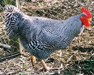 Plymouth-Rock-Light-Barred-Rooster-Chicken-For-Sale.jpg
