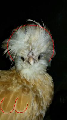 padovana.JPG padovana.JPG