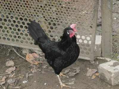 PC060137.JPG (245.15 KiB) Osservato 923 volte PC060137.JPG