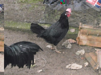 PC060136.JPG (211.48 KiB) Osservato 923 volte PC060136.JPG