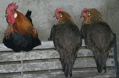 PB040002.jpg (164.21 KiB) Osservato 1110 volte PB040002.jpg