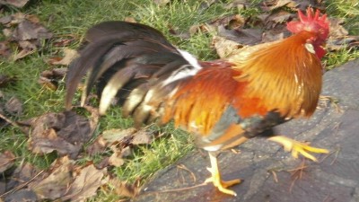 PB220010.jpg (159.24 KiB) Osservato 1110 volte PB220010.jpg