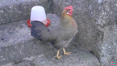 PC110049.jpg (143.94 KiB) Osservato 1037 volte PC110049.jpg