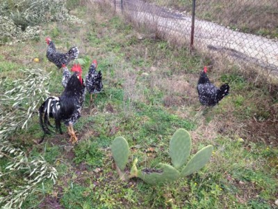 ifone 073_580x435.jpg (91.95 KiB) Osservato 1227 volte ifone 073_580x435.jpg