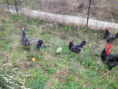 ifone 074_580x435.jpg (90.61 KiB) Osservato 1227 volte ifone 074_580x435.jpg