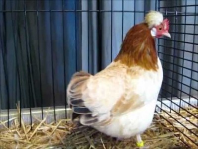 hqdefault.jpg (22.84 KiB) Osservato 948 volte hqdefault.jpg