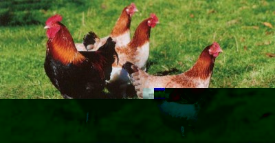 09.jpg (55.96 KiB) Osservato 948 volte 09.jpg