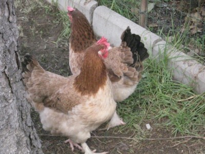 584023550.jpg (144.32 KiB) Osservato 948 volte 584023550.jpg