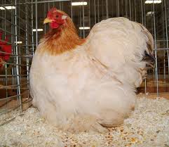 download.jpg download.jpg