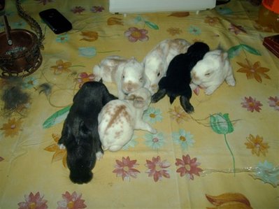 17.5.10.JPG (50.53 KiB) Osservato 1025 volte 17.5.10.JPG