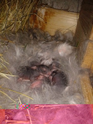 la cucciolata / 2014-04-04 14.29.52.jpg 2014-04-04 14.29.52.jpg