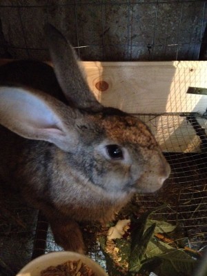 Toppa / IMG-20140301-WA0013.jpg IMG-20140301-WA0013.jpg