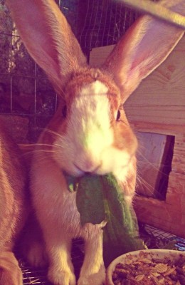 Gino / IMG-20140302-WA0001.jpg IMG-20140302-WA0001.jpg