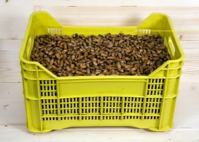 ghiande.jpg (136.29 KiB) Osservato 5653 volte ghiande.jpg