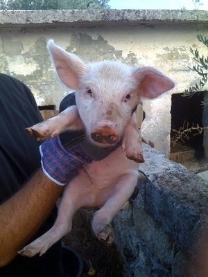 IMG_0109-1.JPG (69.36 KiB) Osservato 904 volte IMG_0109-1.JPG