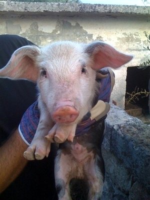 IMG_0110-2.JPG (68.03 KiB) Osservato 904 volte IMG_0110-2.JPG