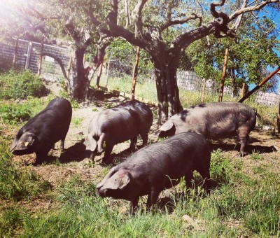 IMG_20170516_180521.jpg (271.76 KiB) Osservato 5080 volte IMG_20170516_180521.jpg