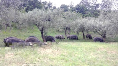 IMG_20170517_160330.jpg (143.12 KiB) Osservato 5046 volte IMG_20170517_160330.jpg