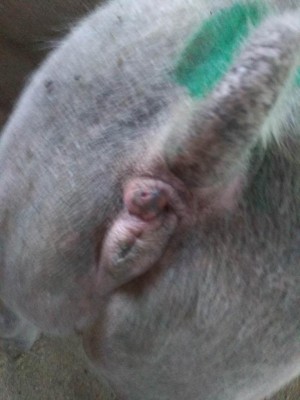 IMG_20170627_203652.jpg (70.27 KiB) Osservato 965 volte IMG_20170627_203652.jpg