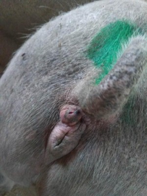 IMG_20170627_203655.jpg (88.98 KiB) Osservato 964 volte IMG_20170627_203655.jpg