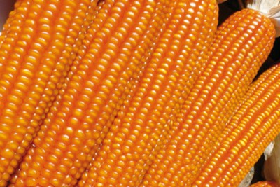 show_picture.jpeg (135.92 KiB) Osservato 1275 volte show_picture.jpeg