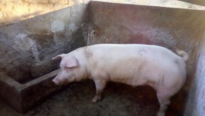 Maschio castrato / P_20180823_065944.jpg P_20180823_065944.jpg