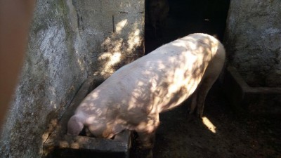 P_20180812_091811.jpg (80.27 KiB) Osservato 654 volte P_20180812_091811.jpg