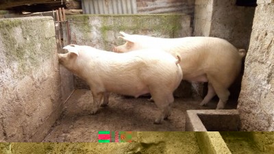 P_20181226_140959.jpg (106.24 KiB) Osservato 1059 volte P_20181226_140959.jpg