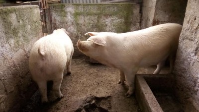 P_20181226_141030.jpg (86.13 KiB) Osservato 1059 volte P_20181226_141030.jpg