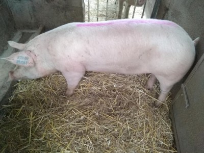 Buongiorno come vi sembra per farla partorire / IMG_20191218_080410.jpg IMG_20191218_080410.jpg