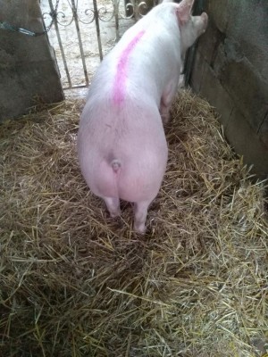 Buongiorno come vi sembra per farla partorire / IMG_20191218_080443.jpg IMG_20191218_080443.jpg