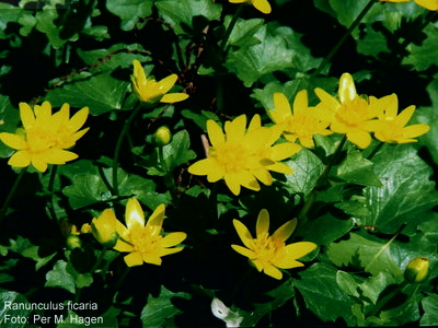 ranunculus_ficaria_Per_M_Hagen01.jpg (216.34 KiB) Osservato 1023 volte ranunculus_ficaria_Per_M_Hagen01.jpg