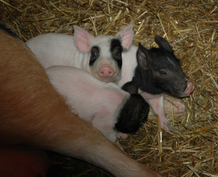 weideschwein2ausschnitt.jpg weideschwein2ausschnitt.jpg