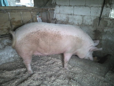 Fotografie-0009.jpg (123.27 KiB) Osservato 4936 volte Fotografie-0009.jpg