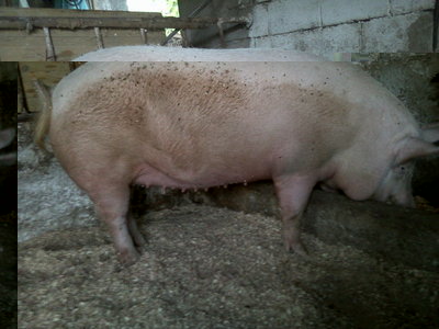 Fotografie-0010.jpg (123.01 KiB) Osservato 4936 volte Fotografie-0010.jpg