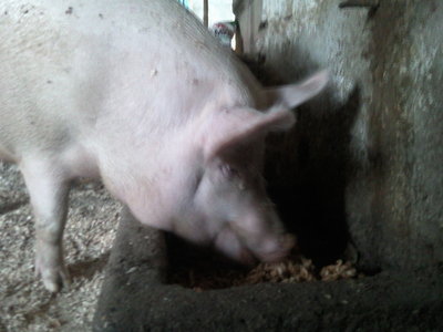 Fotografie-0013.jpg (120.77 KiB) Osservato 4936 volte Fotografie-0013.jpg