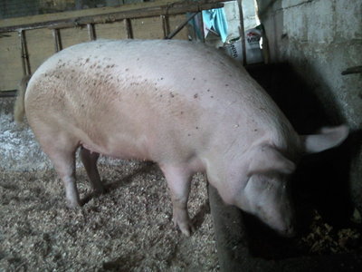 Fotografie-0014.jpg (124.35 KiB) Osservato 5077 volte Fotografie-0014.jpg