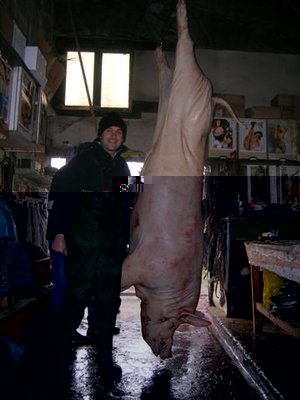 la mia scrofa.jpg (38.72 KiB) Osservato 803 volte la mia scrofa.jpg