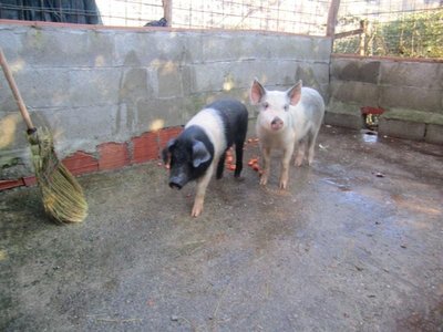 IMG_3658.JPG (76.49 KiB) Osservato 672 volte IMG_3658.JPG