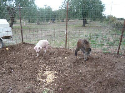 P1040422.JPG (232.06 KiB) Osservato 2973 volte P1040422.JPG