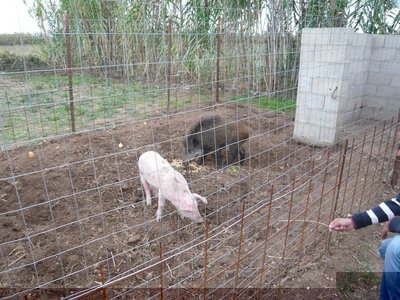 P1040424.JPG (254.11 KiB) Osservato 2973 volte P1040424.JPG